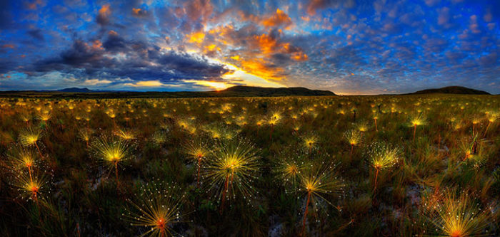 Paepalanthus Wildflower at sunrise. Brazil